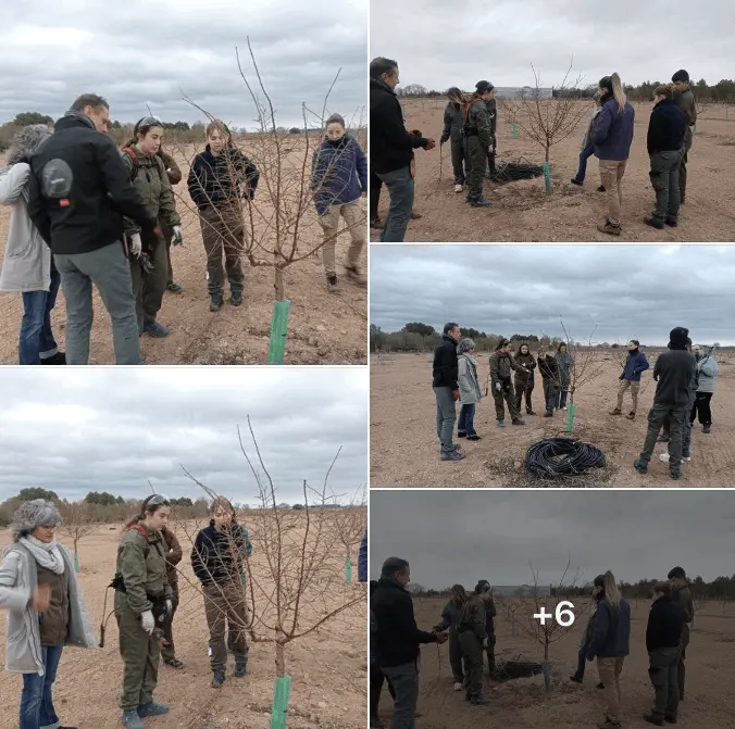 Curso de Poda de Almendros y poda de pistachos